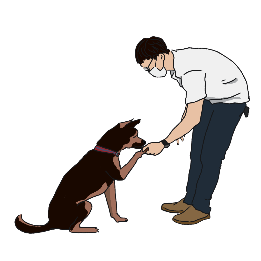 A head coach from Pet Coach extends his hand towards an eager dog, which reaches out its paw in response. A symbol of positive reinforcement training.