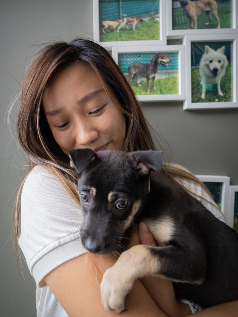 Chief Behaviourist of Pet Coach Singapore training a Singapore Special puppy using rewards-based methods