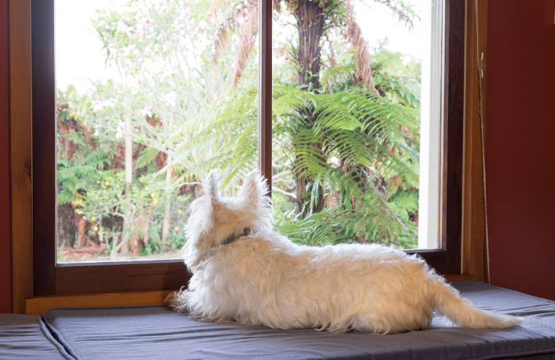 Separation Anxiety Dog Training in Action: The dog looking out the window, waiting patiently below threshold for the owner to return