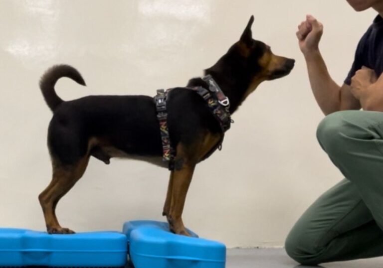 A black Singapore Special dog skilfully balances on a slightly wobbly stool, guided by a Pet Coach SG dog trainer for muscle and balance training.