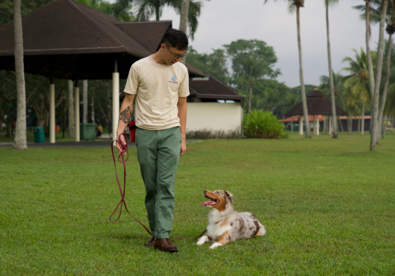 Head Coach and dog in a harmonious training session, maintaining eye contact and focus.