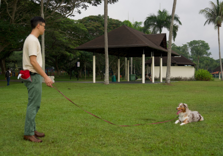 Head Coach and white dog in a training session, displaying calm and focused behavior with a loose leash.