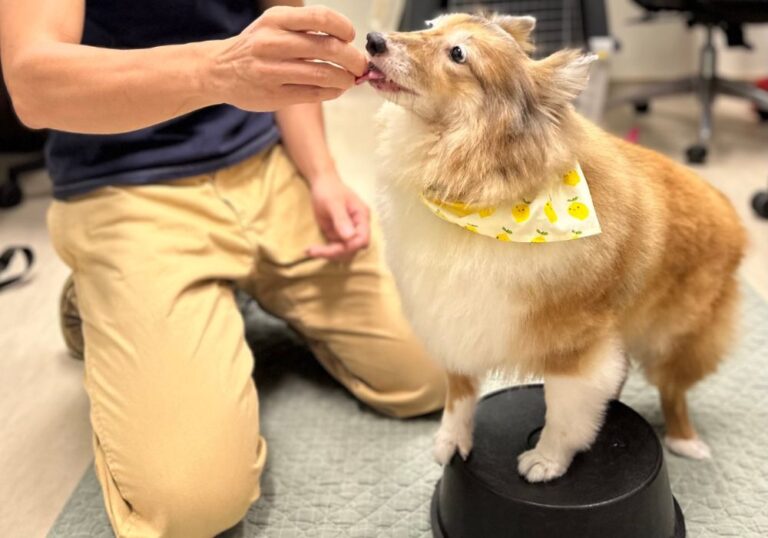 A Shetland Sheepdog, with front legs elevated, balances confidently on a stool, while reaching for a treat held by a Pet Coach SG dog trainer.