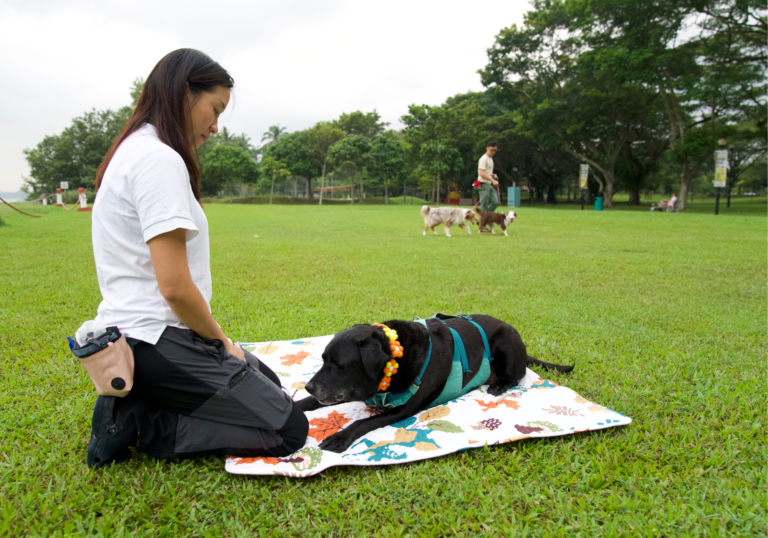 Pet Coach Chief Behaviour Specialist and black dog in a trustful training session, emphasizing calmness and readiness.