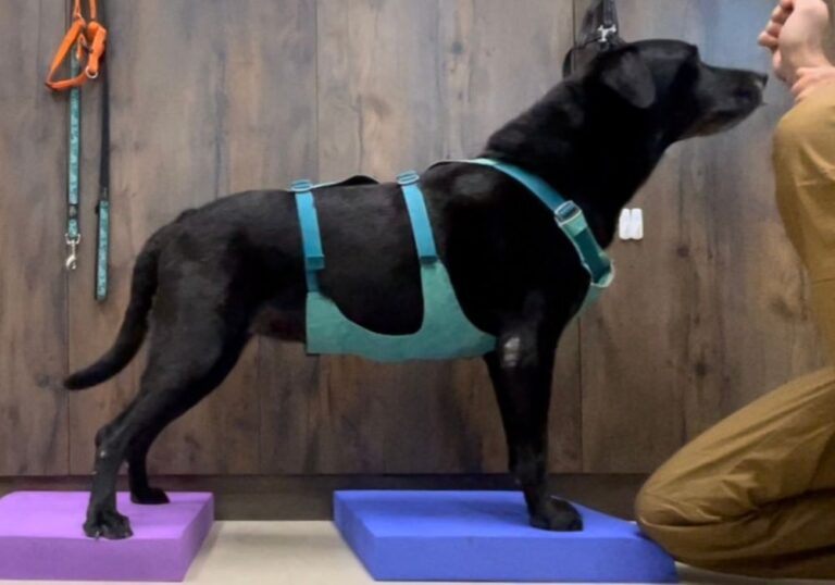 A black Labrador confidently straddles between two distantly placed balance foam pads, showcasing advanced balance and muscle engagement as instructed by Pet Coach SG dog trainer.