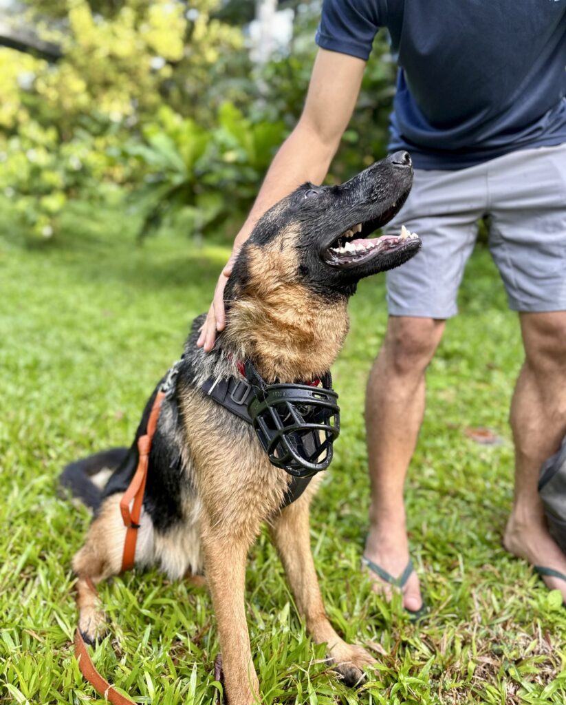 A dog and the head coach from Pet Coach SG share a touching moment during an outdoor walk. The dog smiles and leans into the coach's hand.