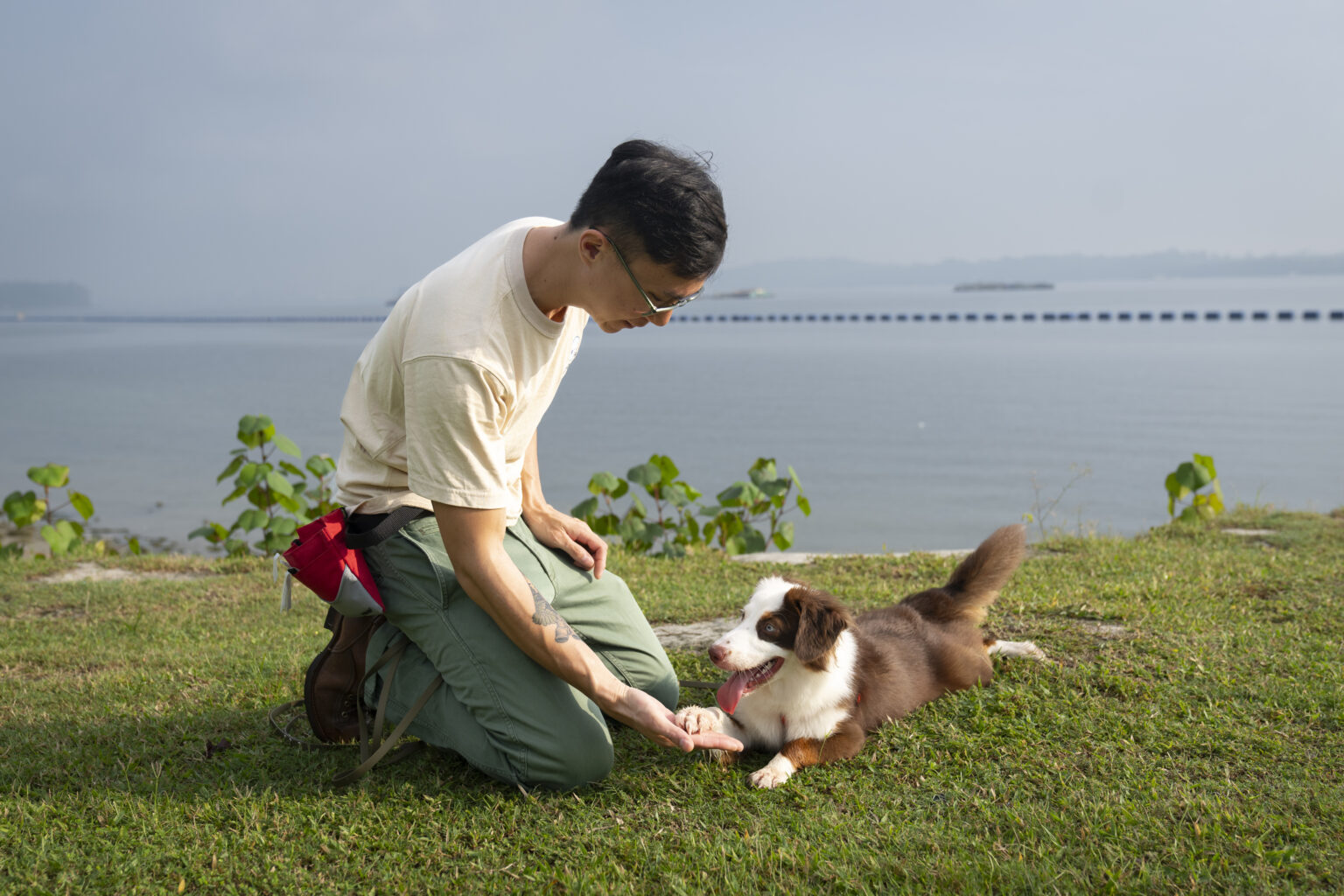 Head Coach Webster from Pet Coach SG teaches a dog basic obedience training skills (paw) using positive reinforcement techniques