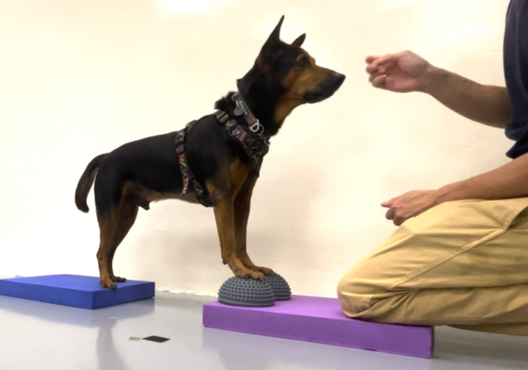 Black Singapore Special expertly balances on two paw pods, demonstrating heightened skill and progression as instructed by Pet Coach SG dog trainer.