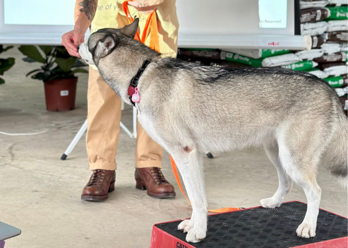 Dog trainer Webster teaching a Pomski how to build confidence when stepping up on a Cato board during a dog training class.