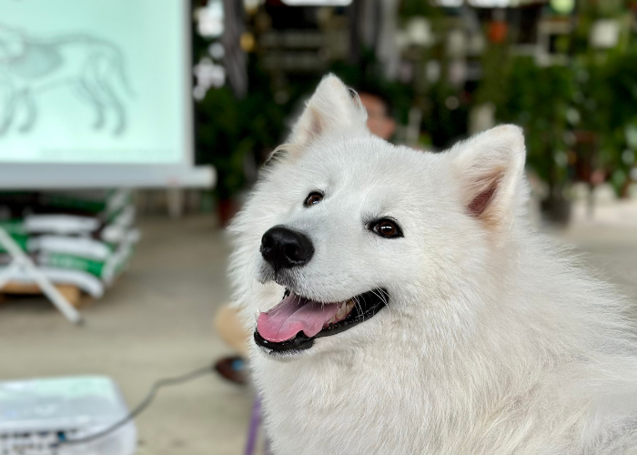 A Samoyed appearing happy and thoroughly enjoying a dog training class conducted by Pet Coach SG.