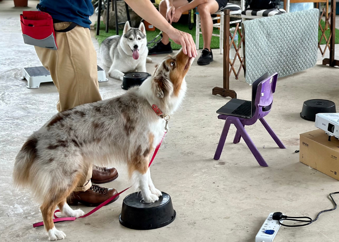 Dog trainer coaching an Australian Shepherd a front paw target as part of a canine fitness and conditioning training course.