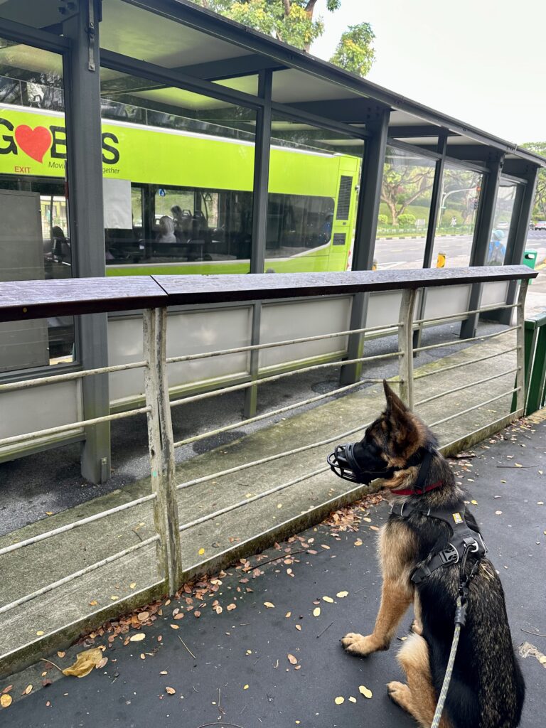 Successful Canine Behaviour Training on German Shepherd -- watching traffic pass by calmly with our reacting