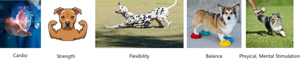 Image showing the 5 components of canine fitness: Cardio, Strength, Flexibility, Balance, Physical and Mental Stimulation