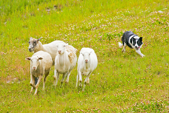 image showing a working line border collie performing it's working activity, herding sheeps