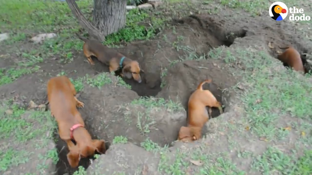 Image showing working line dachshunds performing their working activity, digging