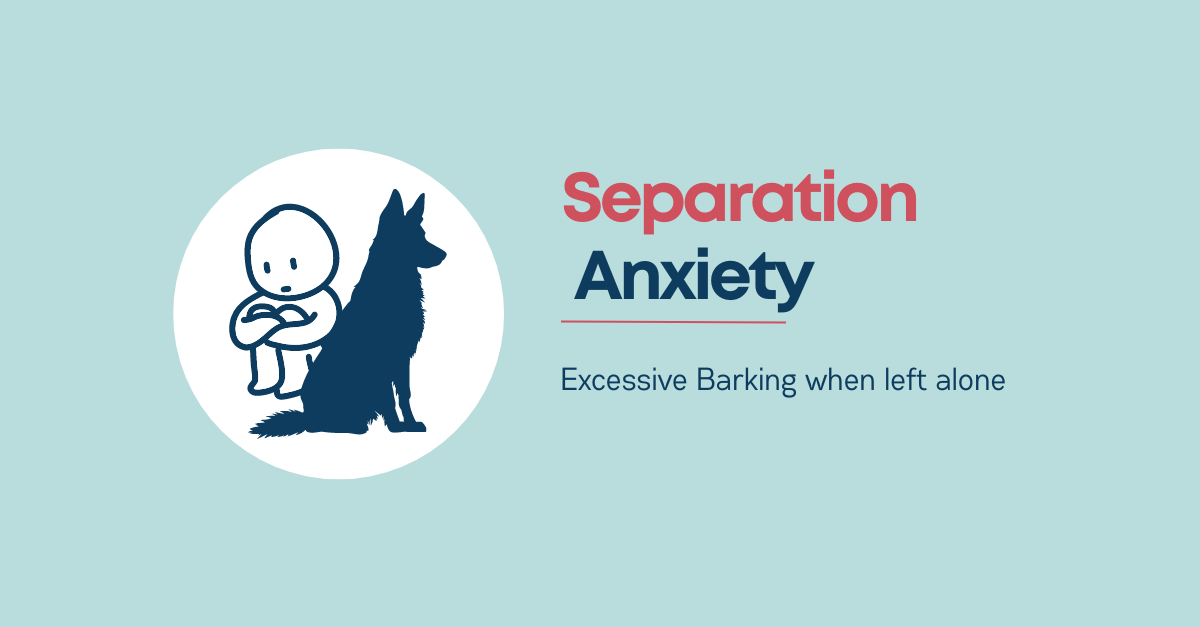 Excessive Barking When Alone - Causes and solutions