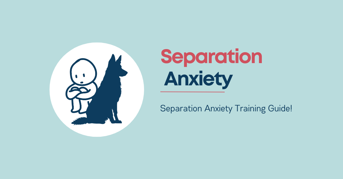 Separation Anxiety Training Guide - Effective methods and steps